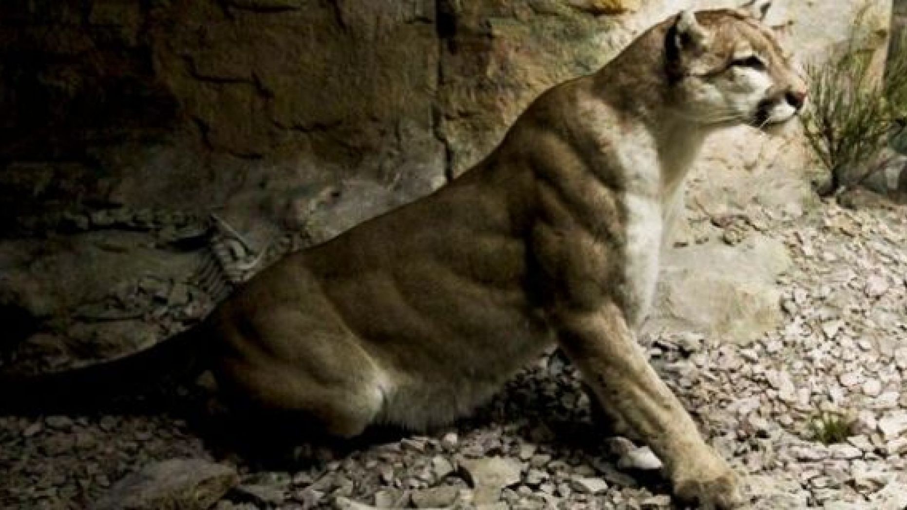 Mountain Lions (Cougars)