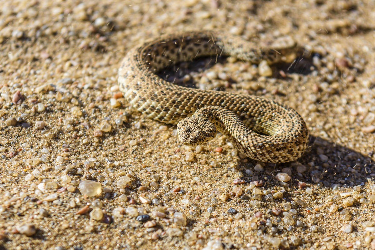 Rattle Snakes