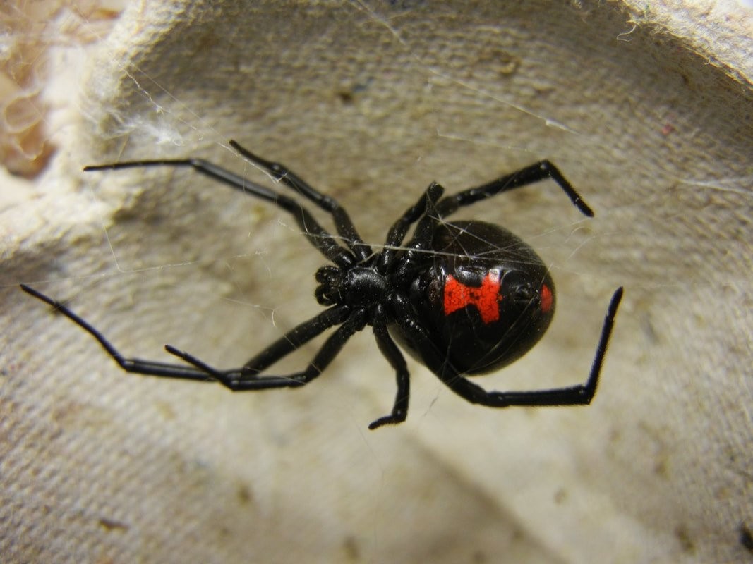 Spiders