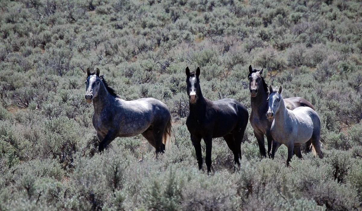 Wild Horses