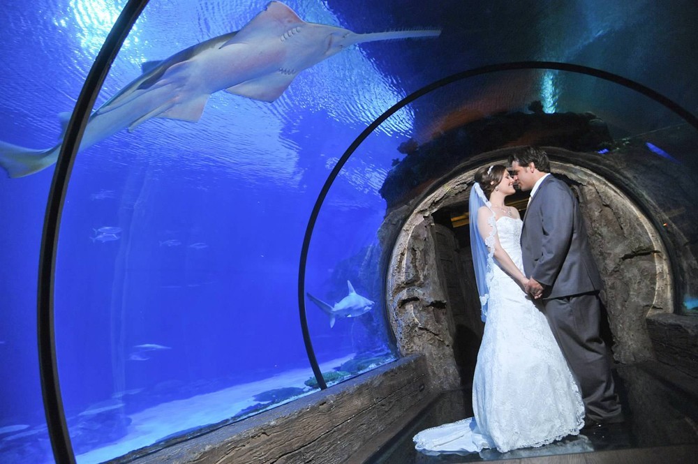 In the Shark Tunnel – Shark Reef Aquarium, Mandalay Bay