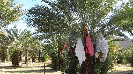 Cool Treats and Trees