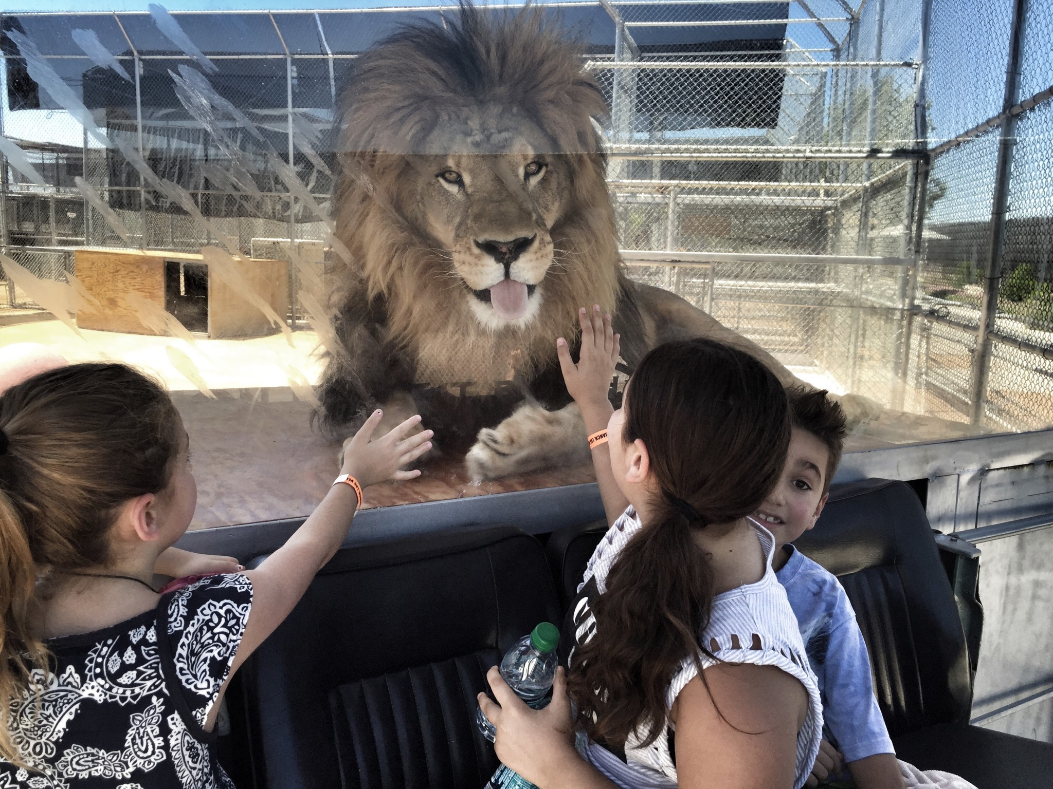 Spend Time at the Lion Habitat Ranch