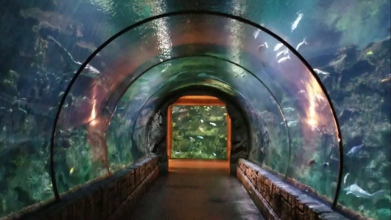 Shark Reef Aquarium
